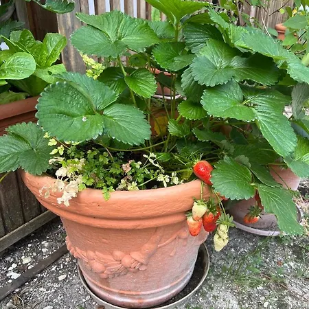 Gasthuis Colle Sul 4*